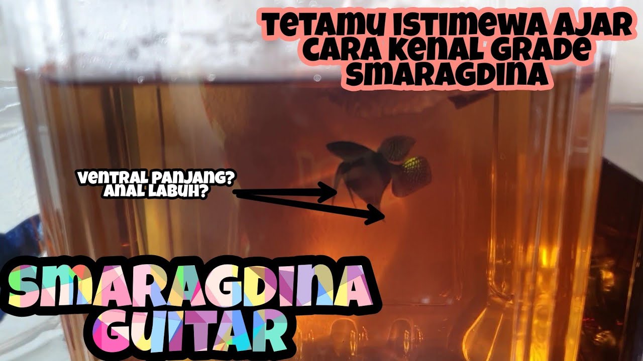 UNBOXING WILD BETTA SMARAGDINA GUITAR ! ADA PLAYER WILD BETTA KRITIK IKAN SAYA?