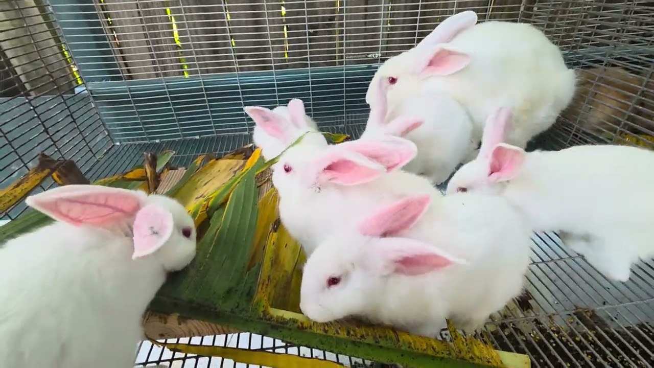 🐰🐰🐇❤️❤️