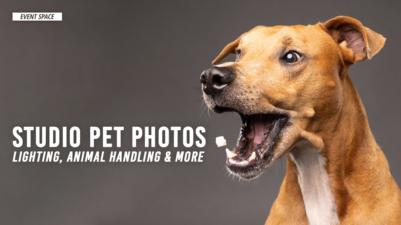 Pet Portraits in Studio: Lighting, Handling Animals & More | B&H Event Space