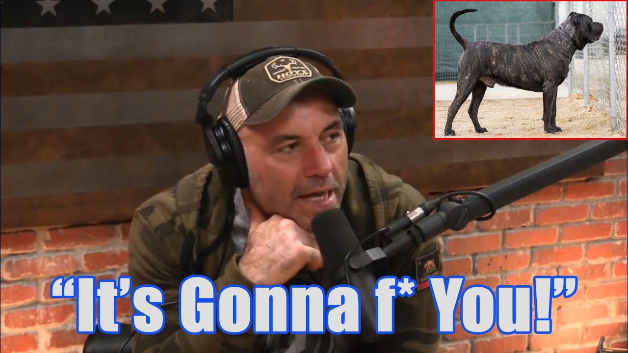 Joe Rogan Reacts to SoCalPresa Presa Canario - JRE Podcast - 