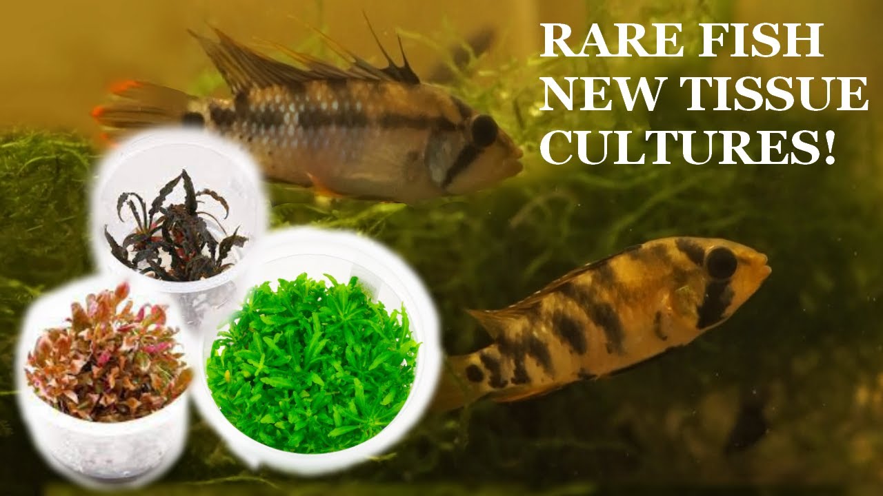NEW Apistogramma BAENSCHI RARE Tissue Culture Plants
