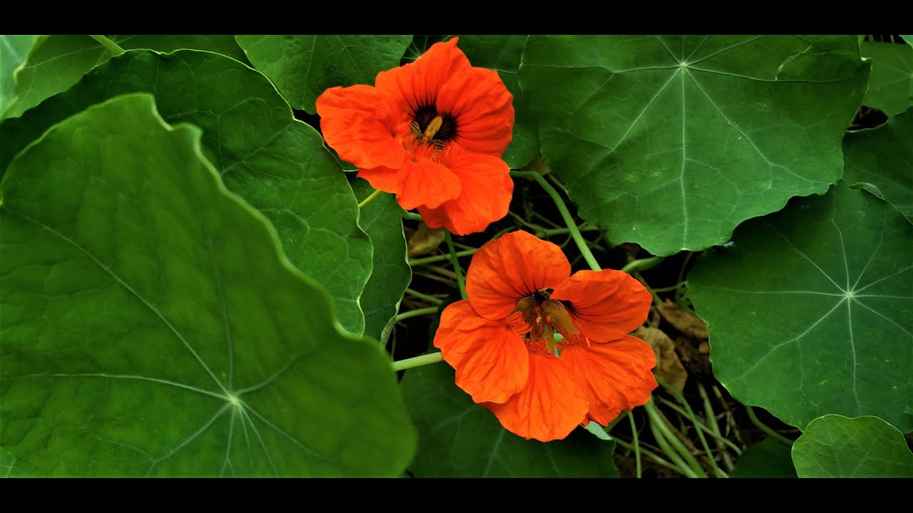 Natural Antibiotic~ NASTURTIUM