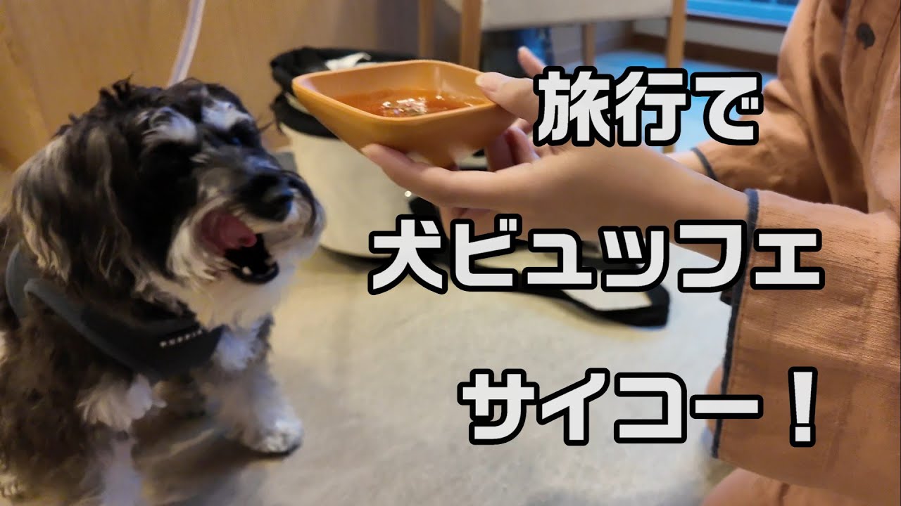 僕も一緒に旅行に行ったよ！熱海犬連れ旅行、犬ビュッフェ編