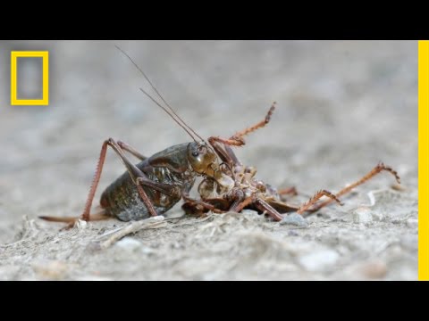 Iain Couzin: Lessons from a Cannibal Plague | Nat Geo Live