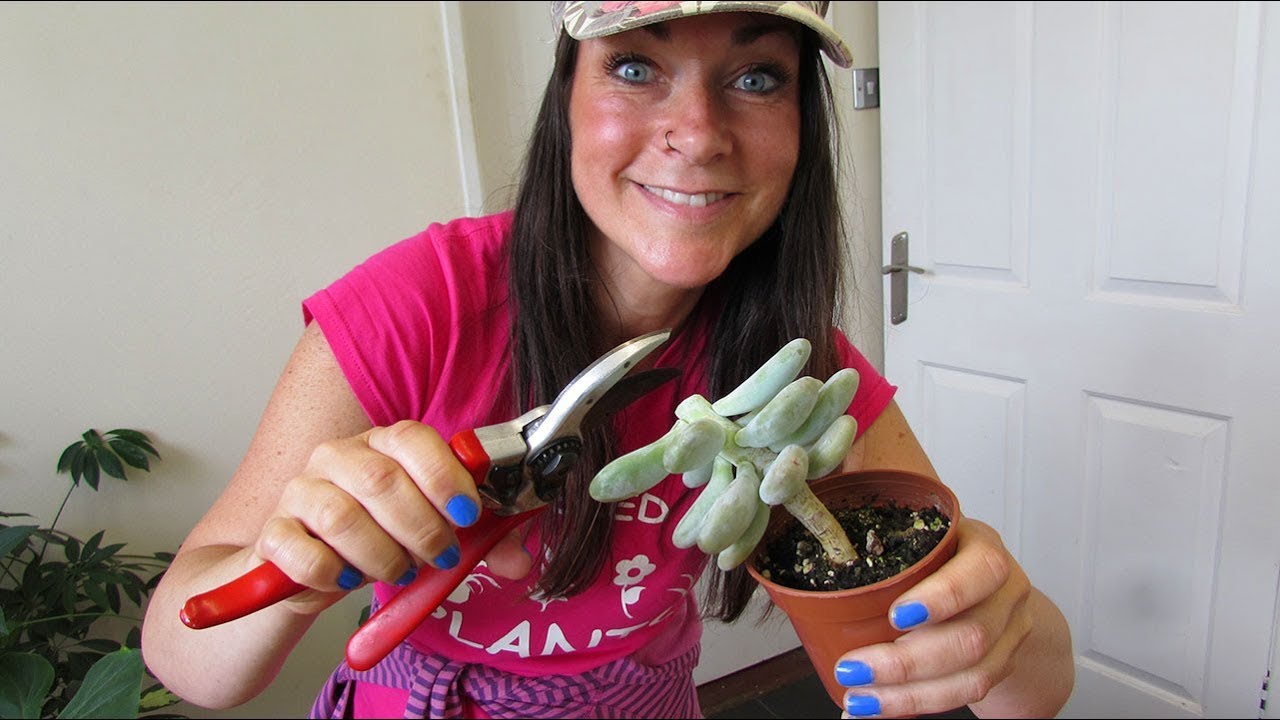 How to Prune Succulents and take Cuttings