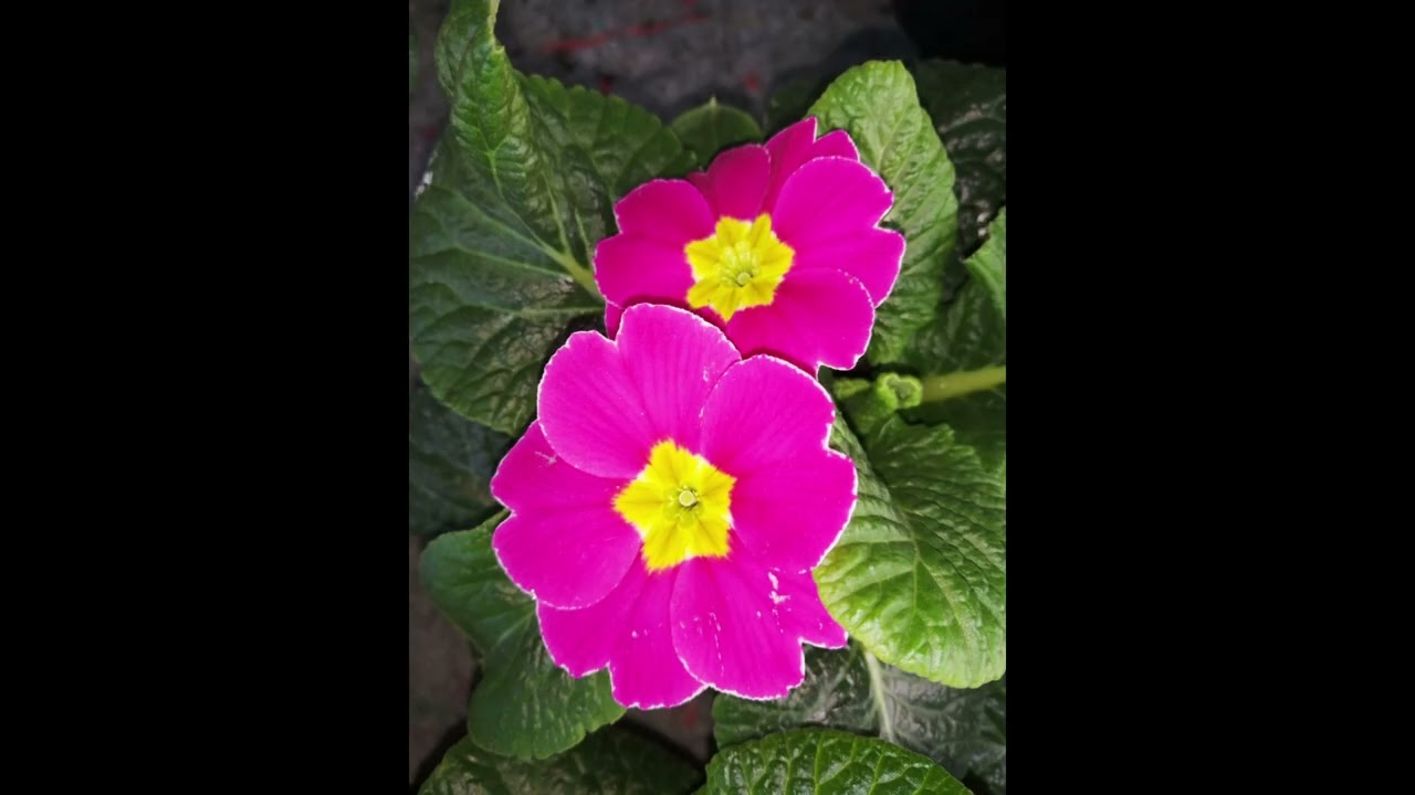 A.LARRIEU  -  Organi vari