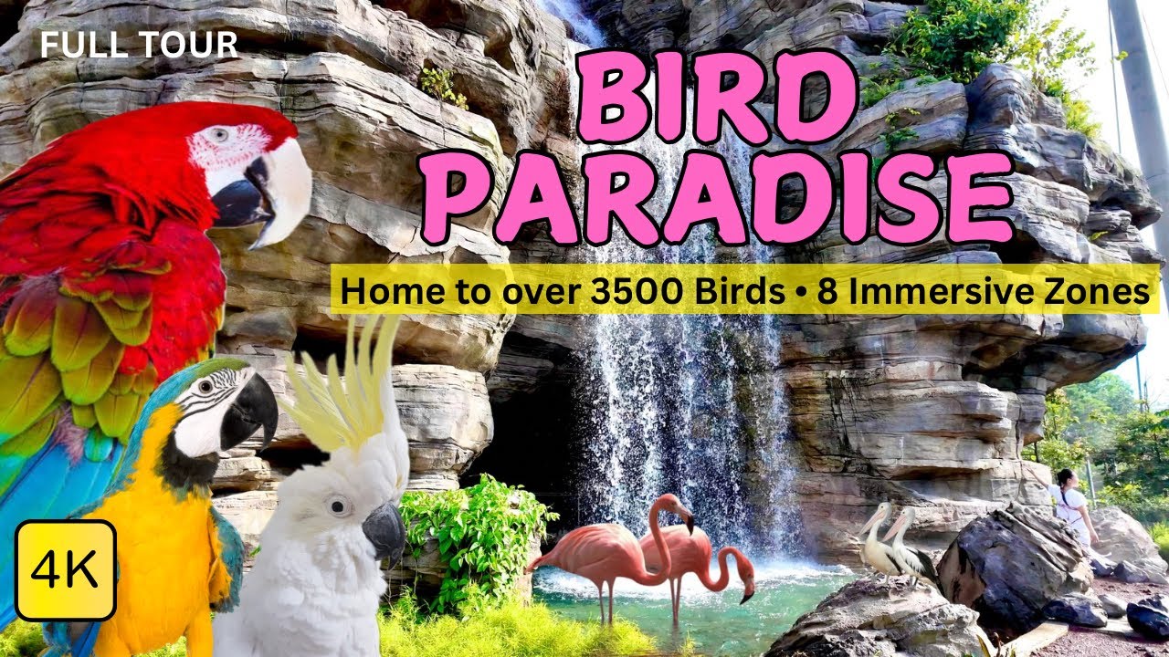 Bird Paradise Singapore 2025! Walking Tour at the LARGEST Bird Park in ASIA, Attractions & More! 4K