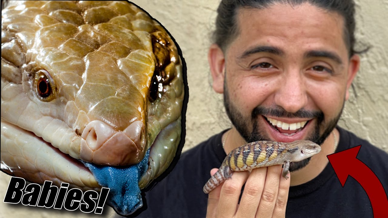 How to get your Baby Blue Tongue Skink started!