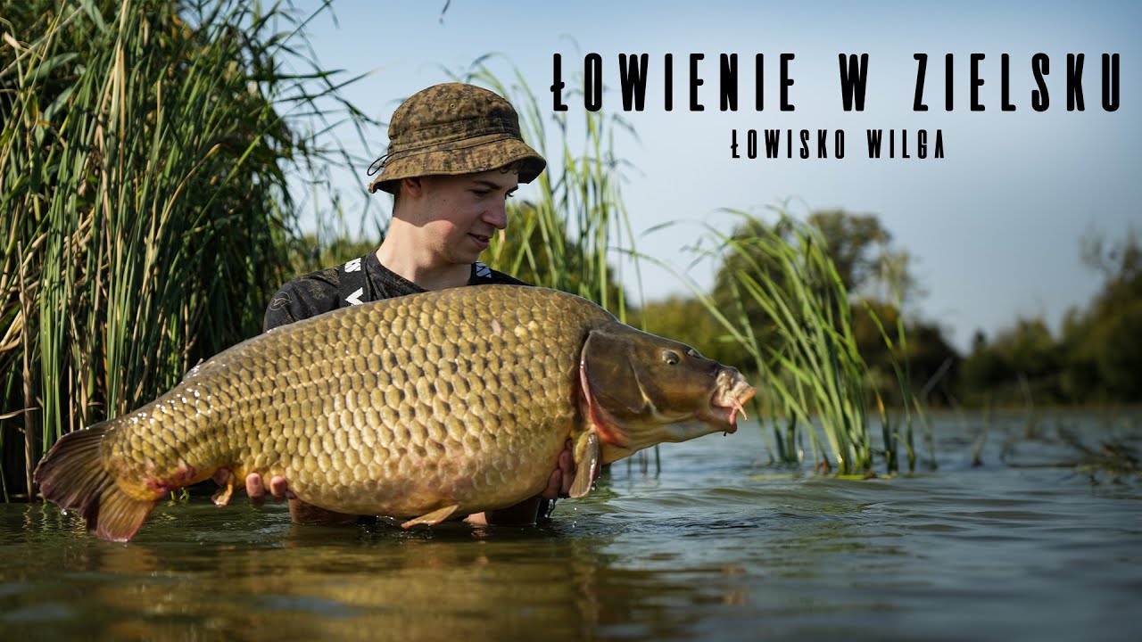 Wielkie Karpie | Łowisko Wilga Wodna Kraina