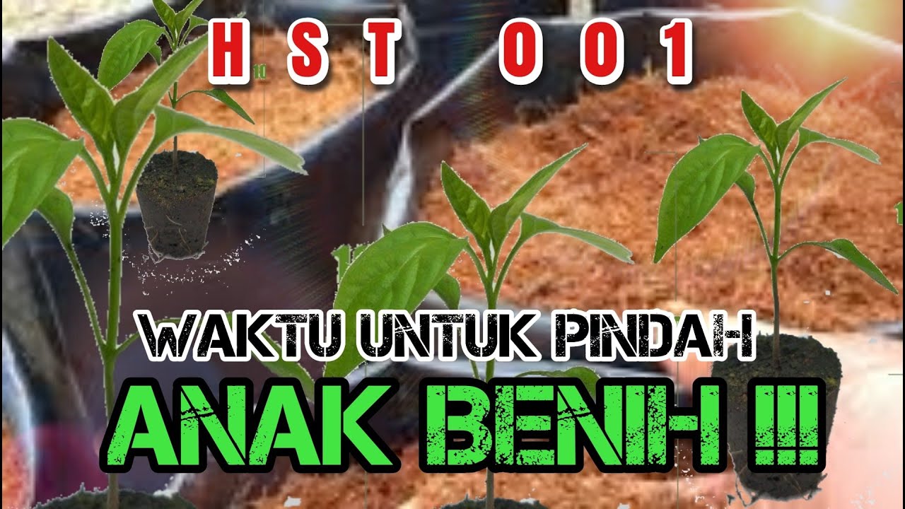 HST 001 [ HARI PERTAMA MEMINDAHKAN ANAK BENIH CILI BARA ]