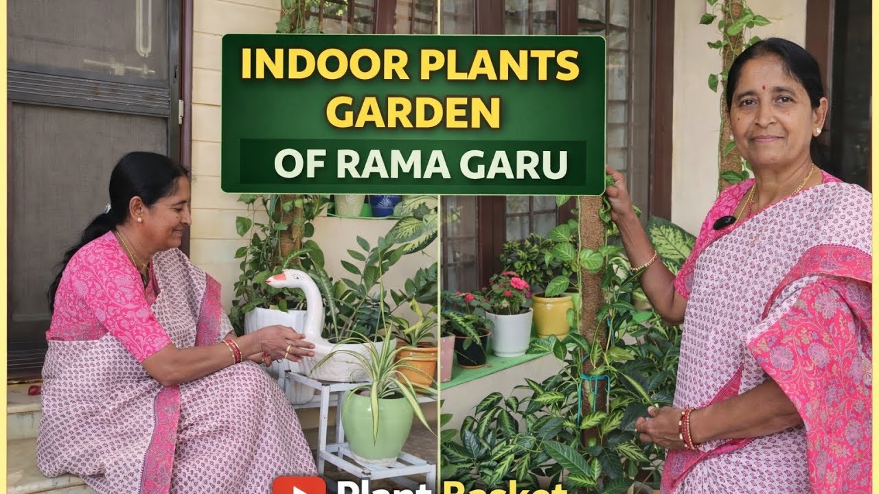 Indoor plants garden of Rama garu #indoorplants #indoorgardening #plantcare #terracegarden #ytshorts