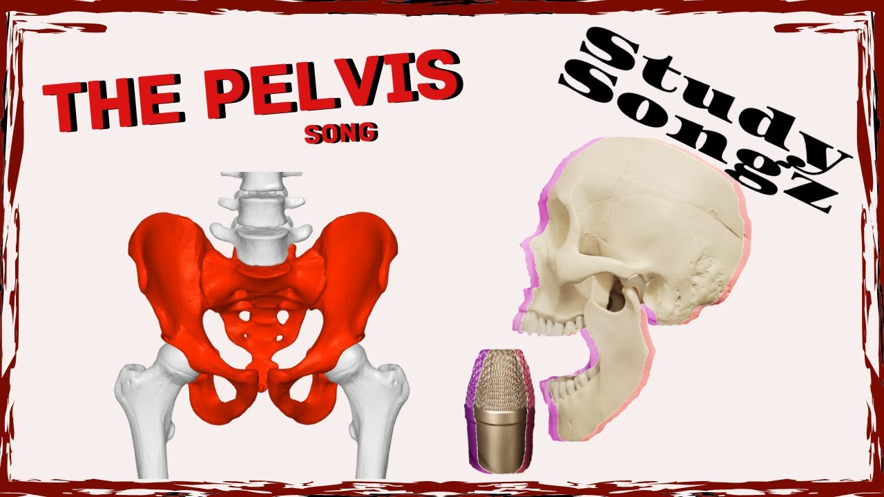 PELVIS BONE SONG - Study Songz - Pelvic Anatomy