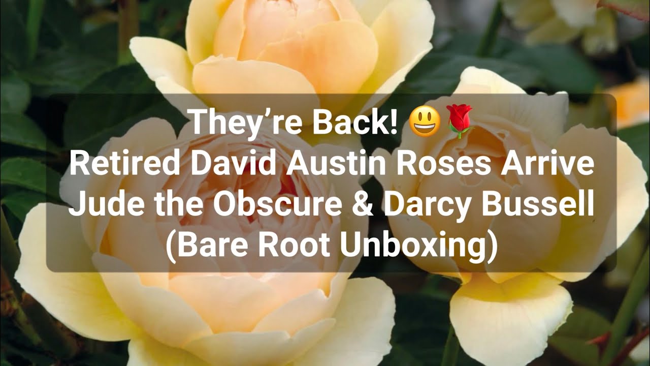 They’re Back! 😃🌹 Retired David Austin Roses – Jude the Obscure & Darcy Bussell (Bare Root unpacking)