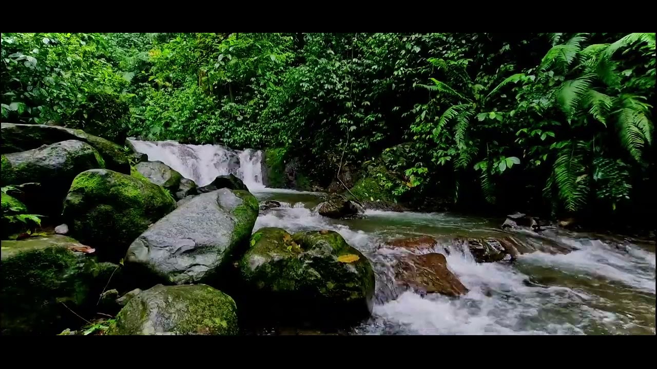Calm River Water & Bird Song — Deep Sleep, Relax, Study & Meditation Sounds