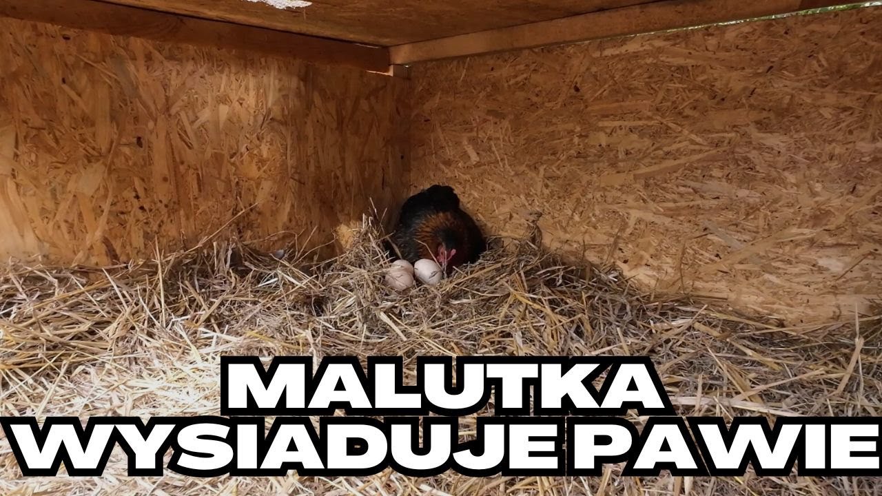 Pawie na bazie