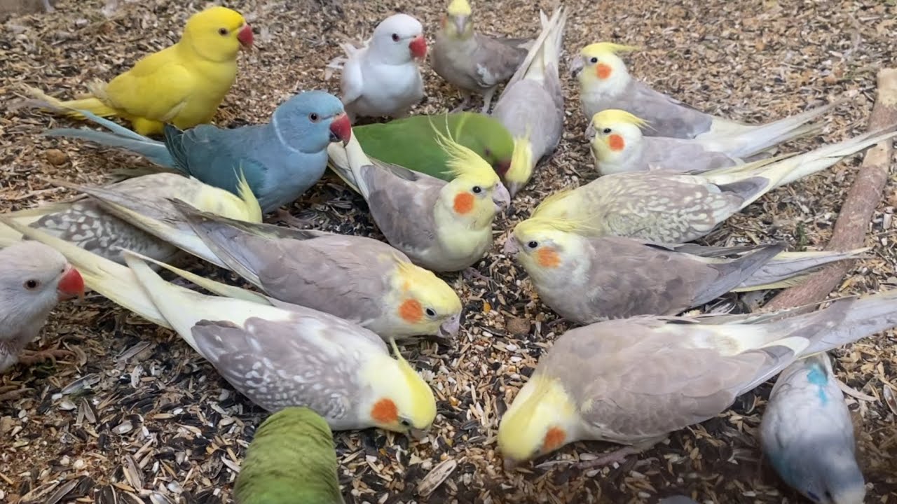 Australian parrots 🦜 and indian parakeets chirping #asmr #birds (Episode-8)