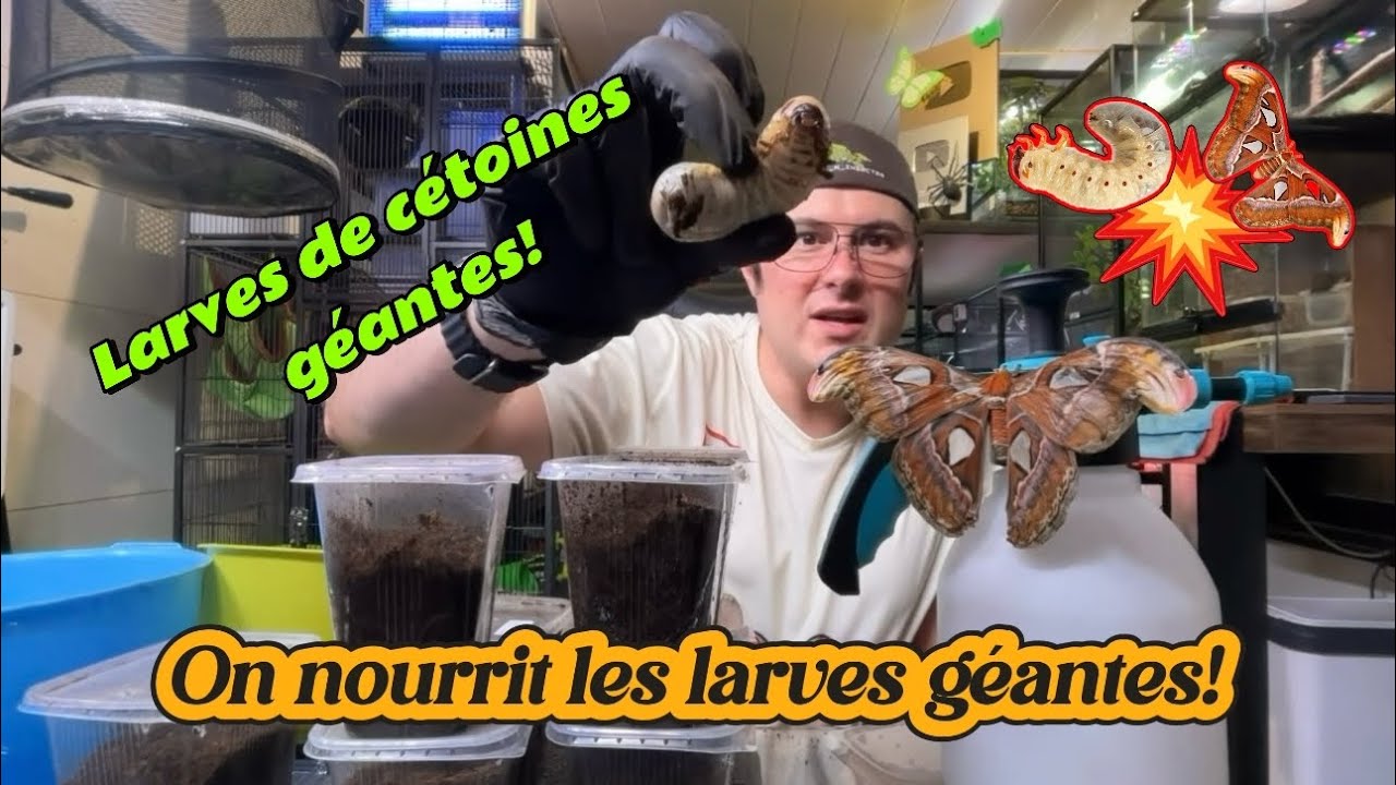 Entretien des larves🐛 géantes de SCARABÉES🪲, CÉTOINES et DYNASTES🐞dans un live EXPLOSIF💥!