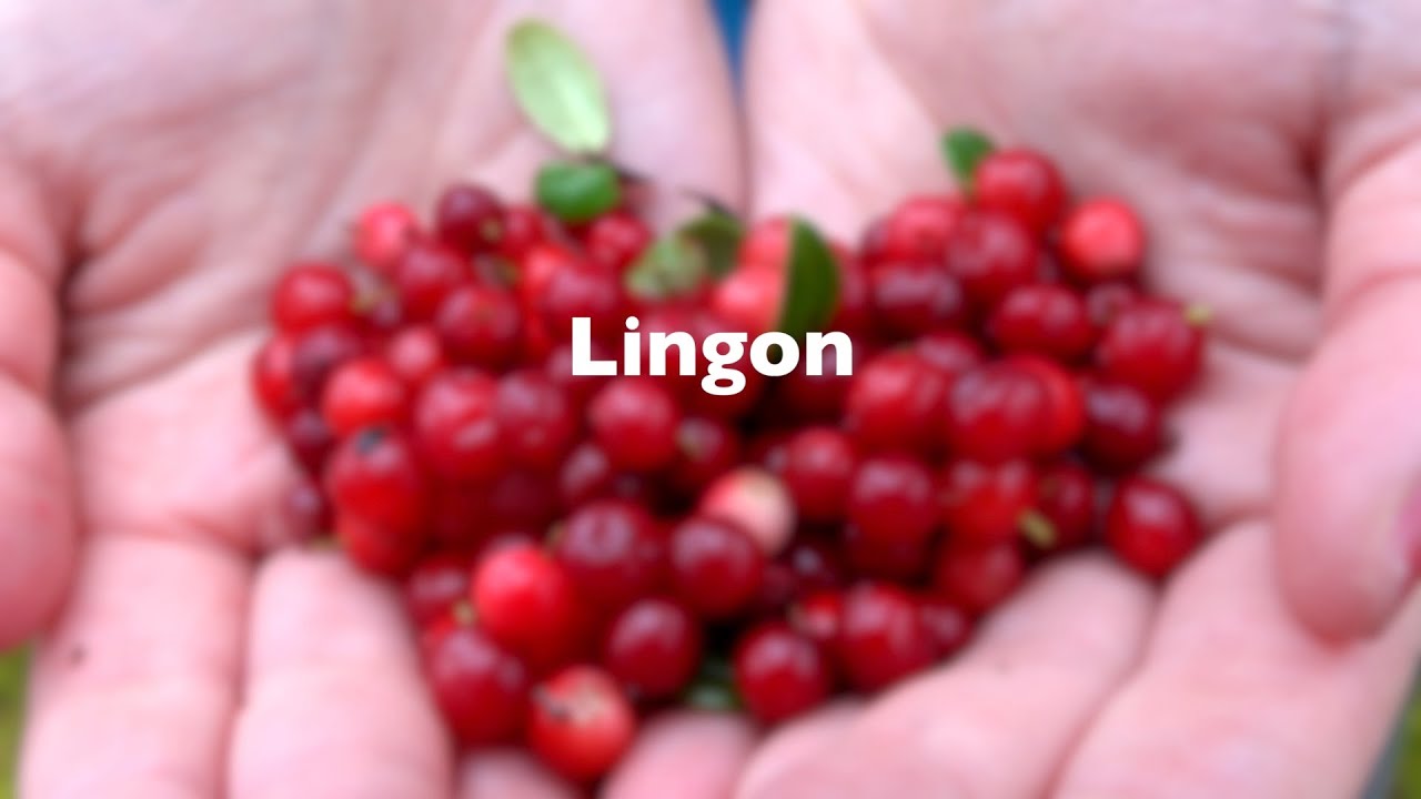 Lingon