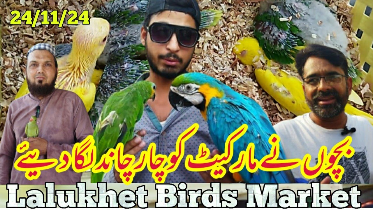 lalukhet sunday birds market 24/11/24| birds rate list 2024 lalukhet birds market 2024|zunair birds