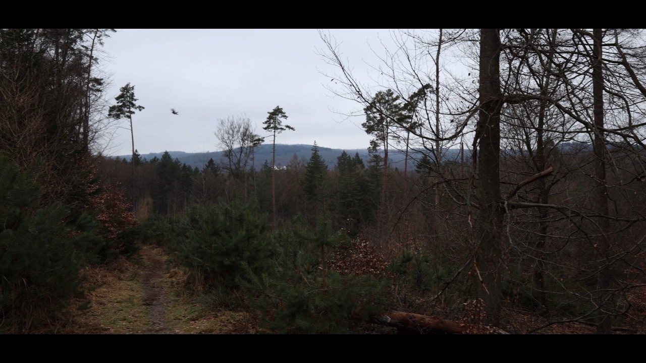 Allein im Wald - ein ruhiger Spaziergang