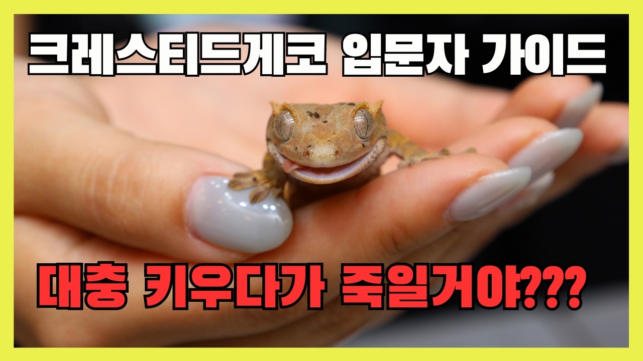 크레스티드게코 키우기 입문 영상 2024년 리뉴얼 (Crested Gecko Care Introduction Video 2024 Edition)
