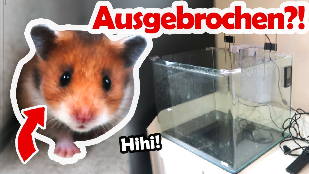 Babyhamster bricht aus!?🐹 Neues Aquarium 🐟 Haustier Vlog 🐺 Leben mit Hund, Hamster und Co.