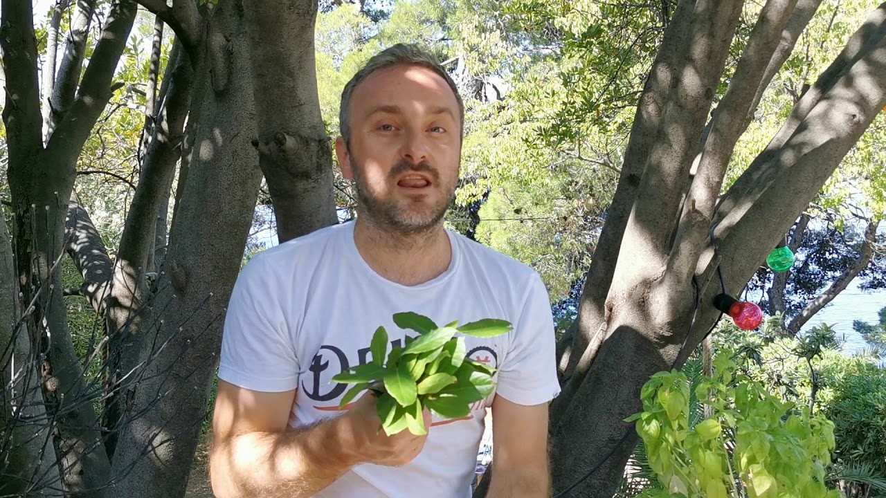 Za &scaron;ta je lekovit lovor