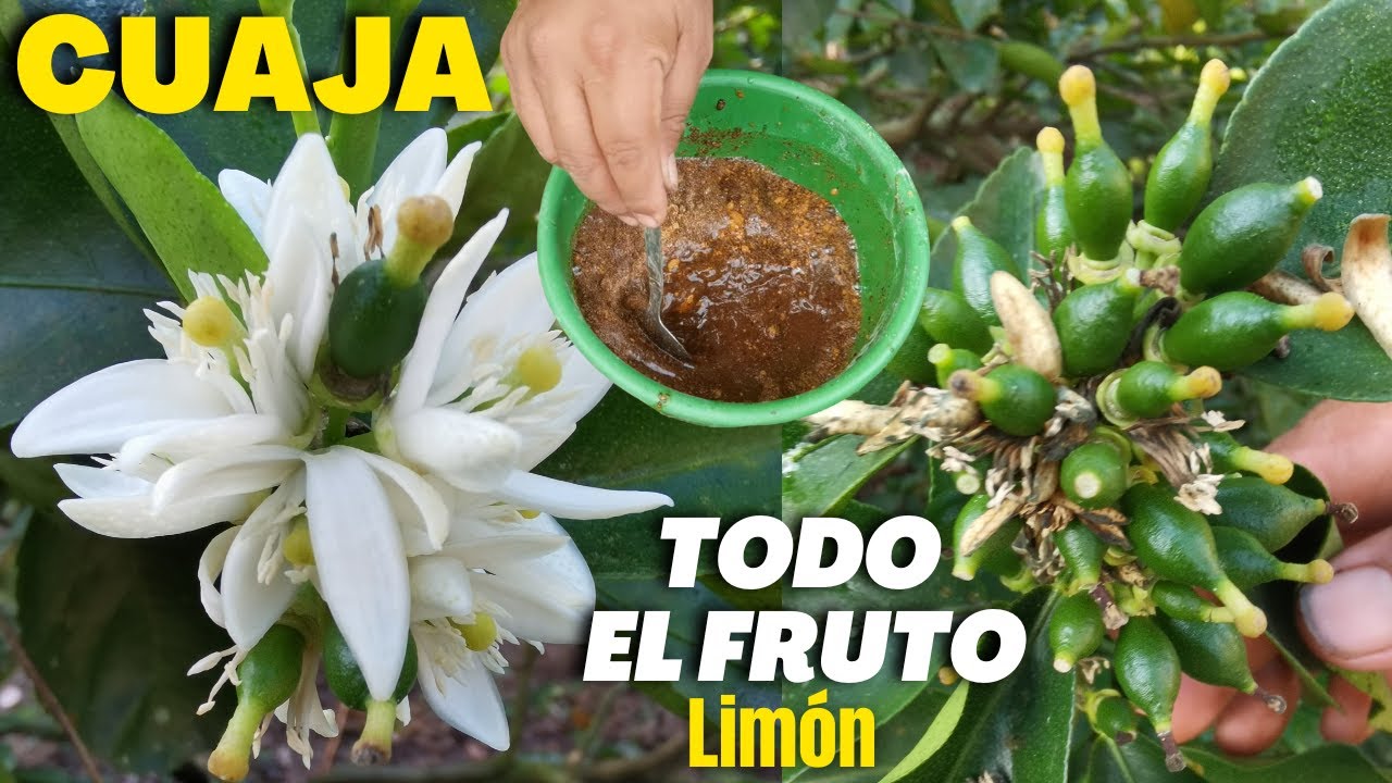 ¡Maravilloso! CUAJA todo el FRUTO de LIMÓN 🍋 Con este PODEROSO FOLIAR Orgánico