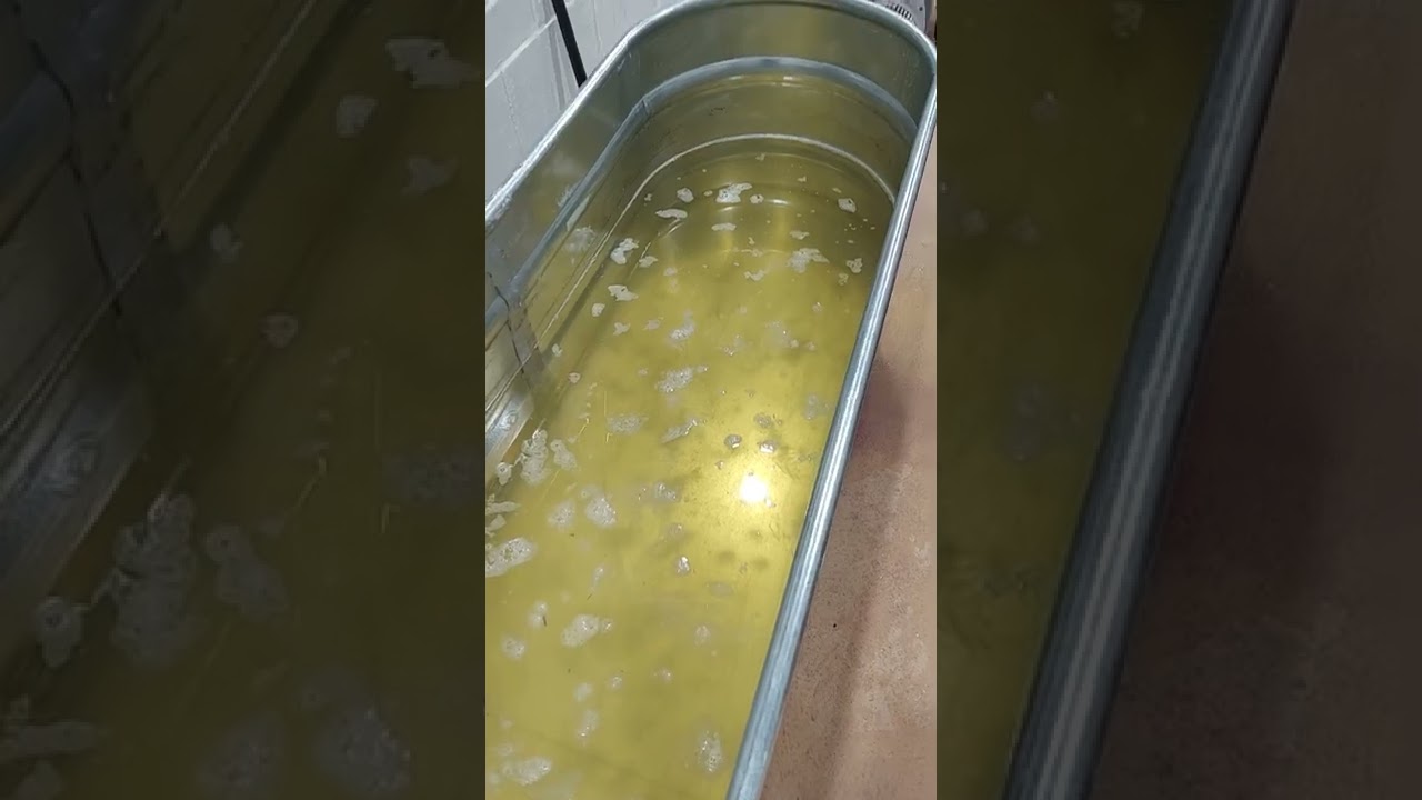 How we get pet urine out of oriental rugs, in Memphis Tn.