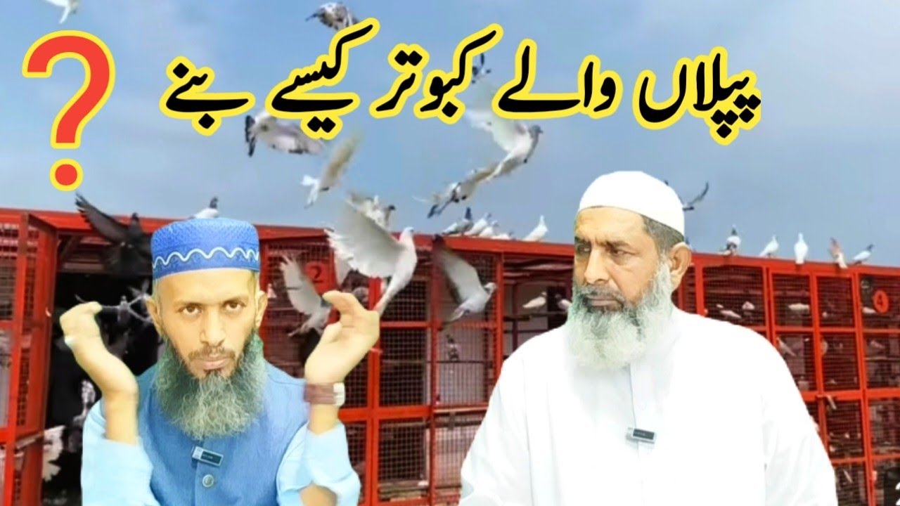 Piplan walay kabootar ki pehchan || achay kabootar ki pehchan || nasli kabootar ki pehchan