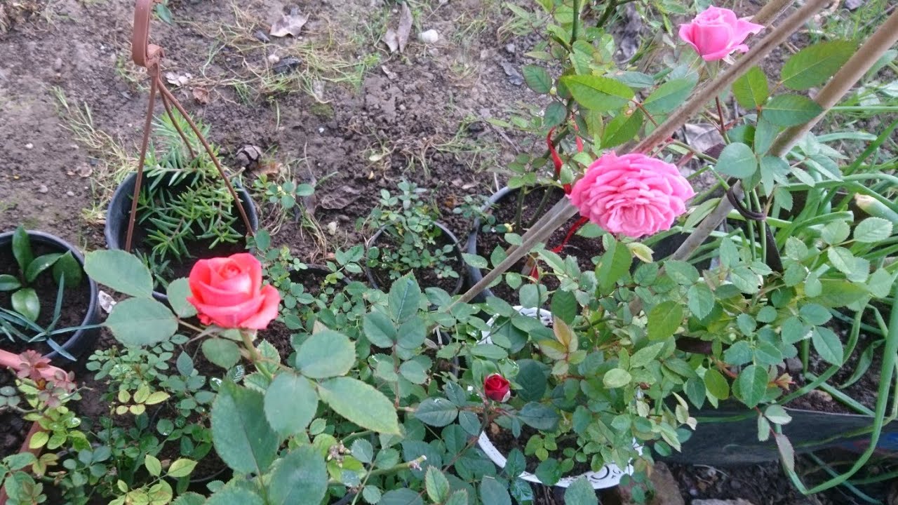 Gül çoğaltımı( çelik yöntemi) bodur gül fındık gülü #Rose
