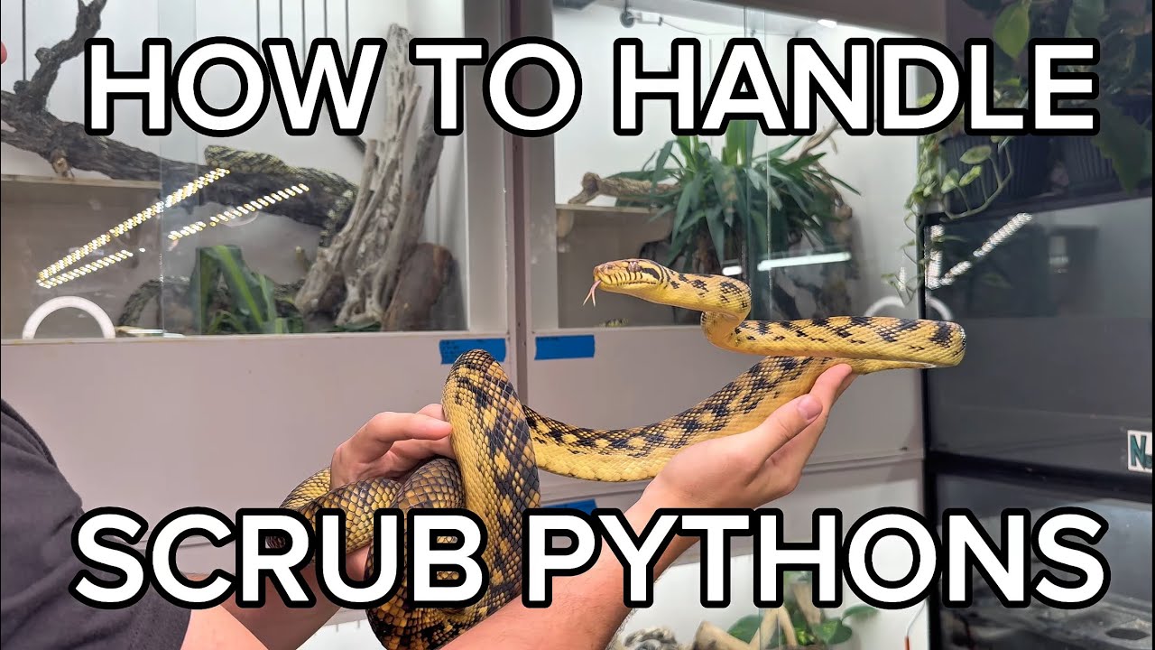 HOW TO HANDLE SCRUB PYTHONS