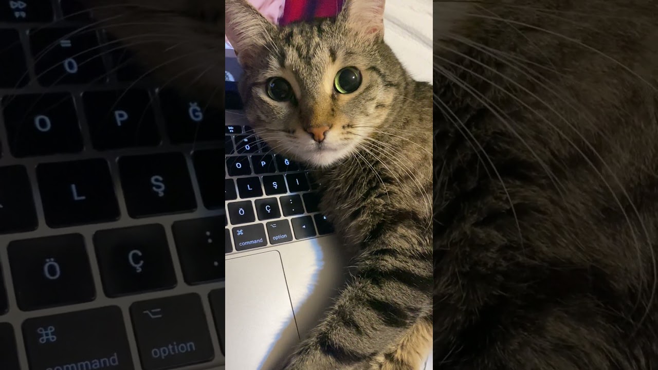 Once Queen Missy has taken control of the computer, there is no way to get the device back from her