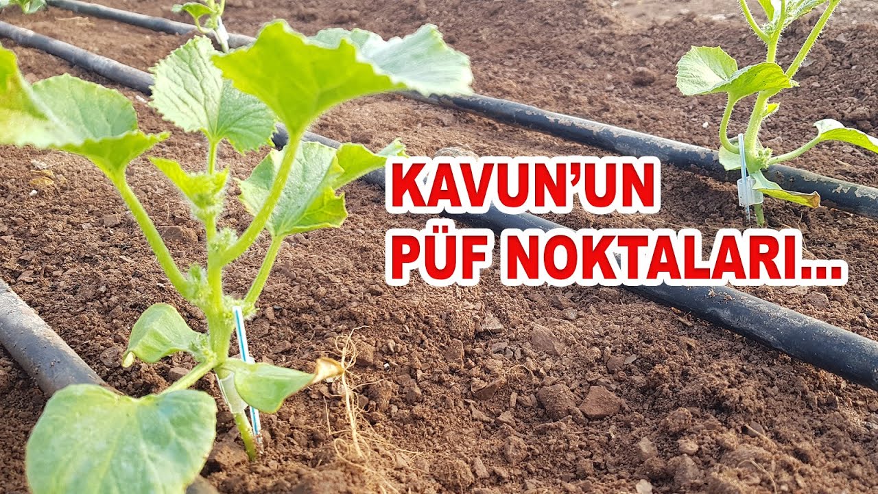 KAVUN YETİŞTİRİCİLİĞİNİN PÜF NOKTALARI (LİNKTEKİ VİDEOLARI DA İZLEYİNİZ!!!) #kavun