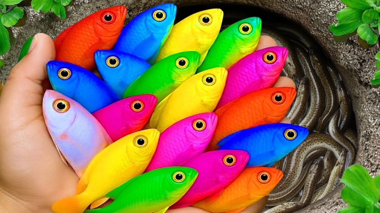 Catch beautiful aquarium fish in small pond baby turtles, eel, frog, pencil fish, catfish, guppyfish