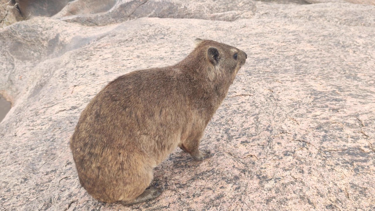 Friendly Rock Hyrax