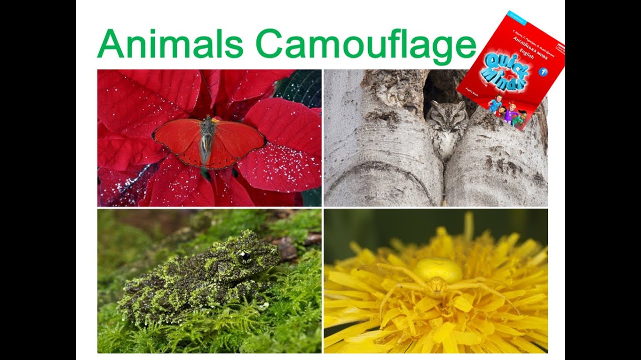 Quick Minds 1. Camouflage, p. 52-53