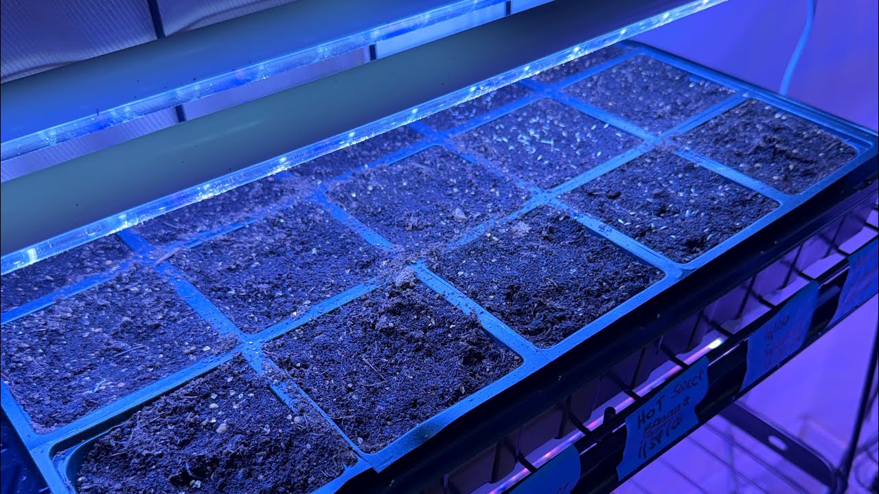 The seed room have lights ￼