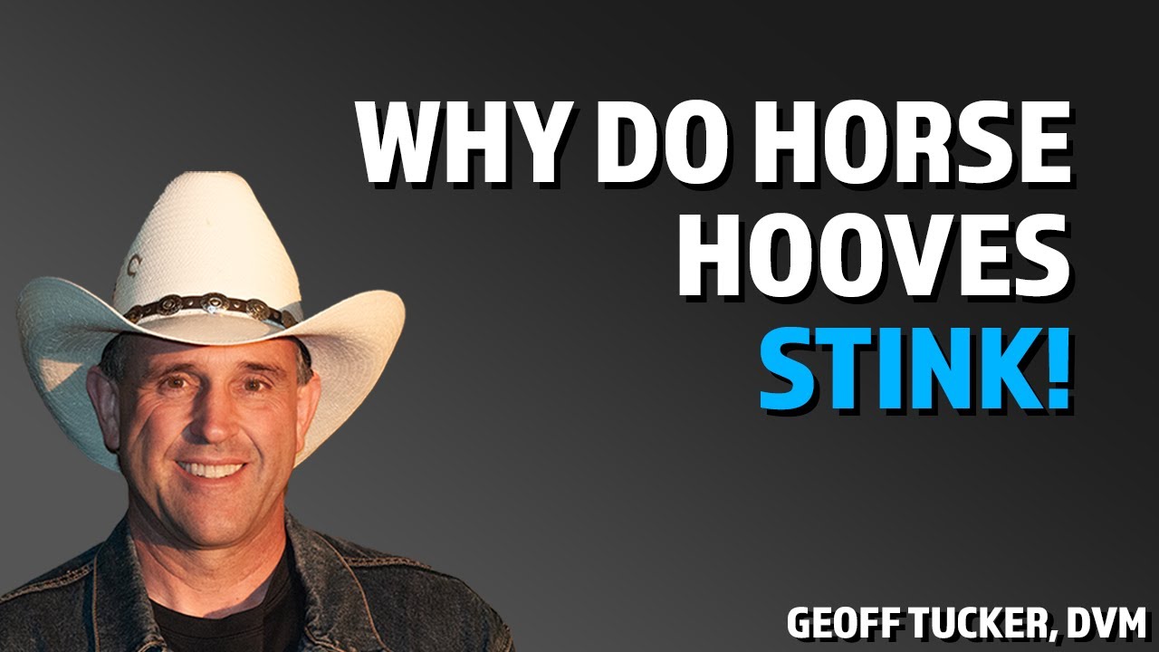 To Fix The Hoof, You Need To Feed The Hoof, by Geoff Tucker, DVM.