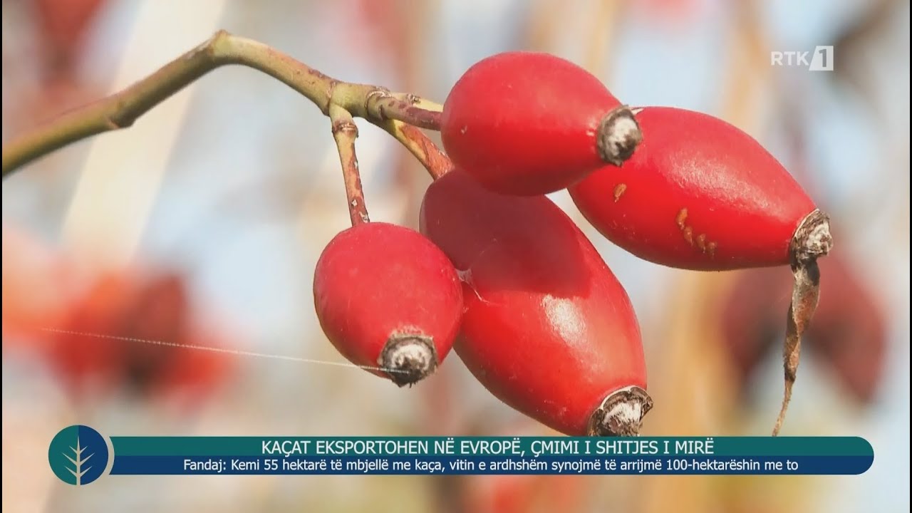 Toka - Kaçat eksportohen në Evropë, çmimi i shitjes i mirë 04.12.2024