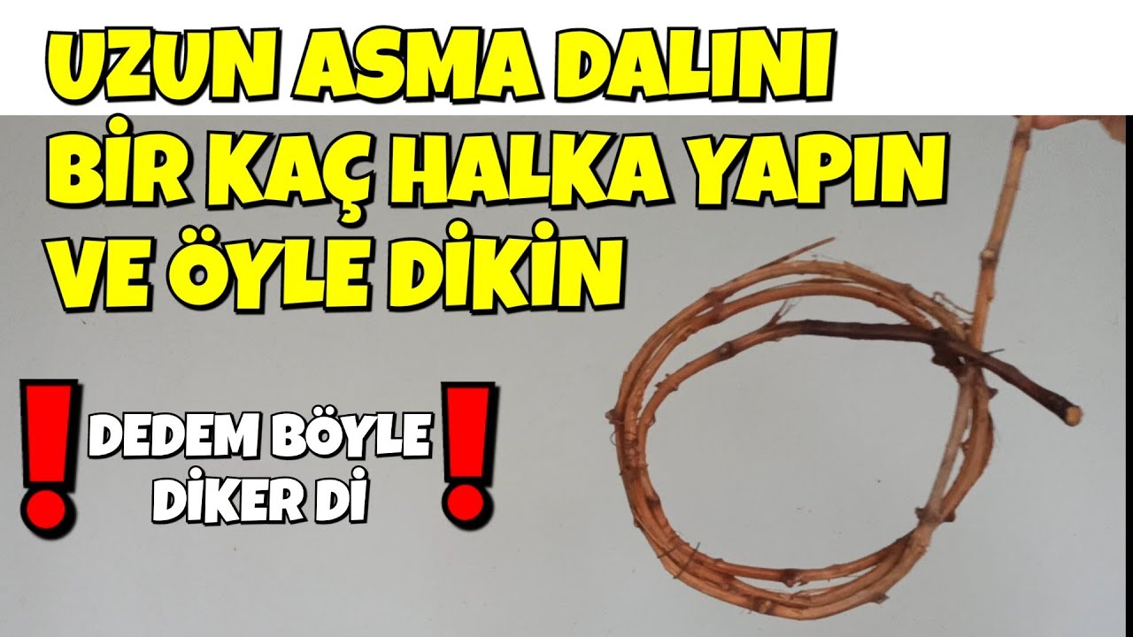 Asma Çeliği Köklendirme de İnanılmaz Yöntem