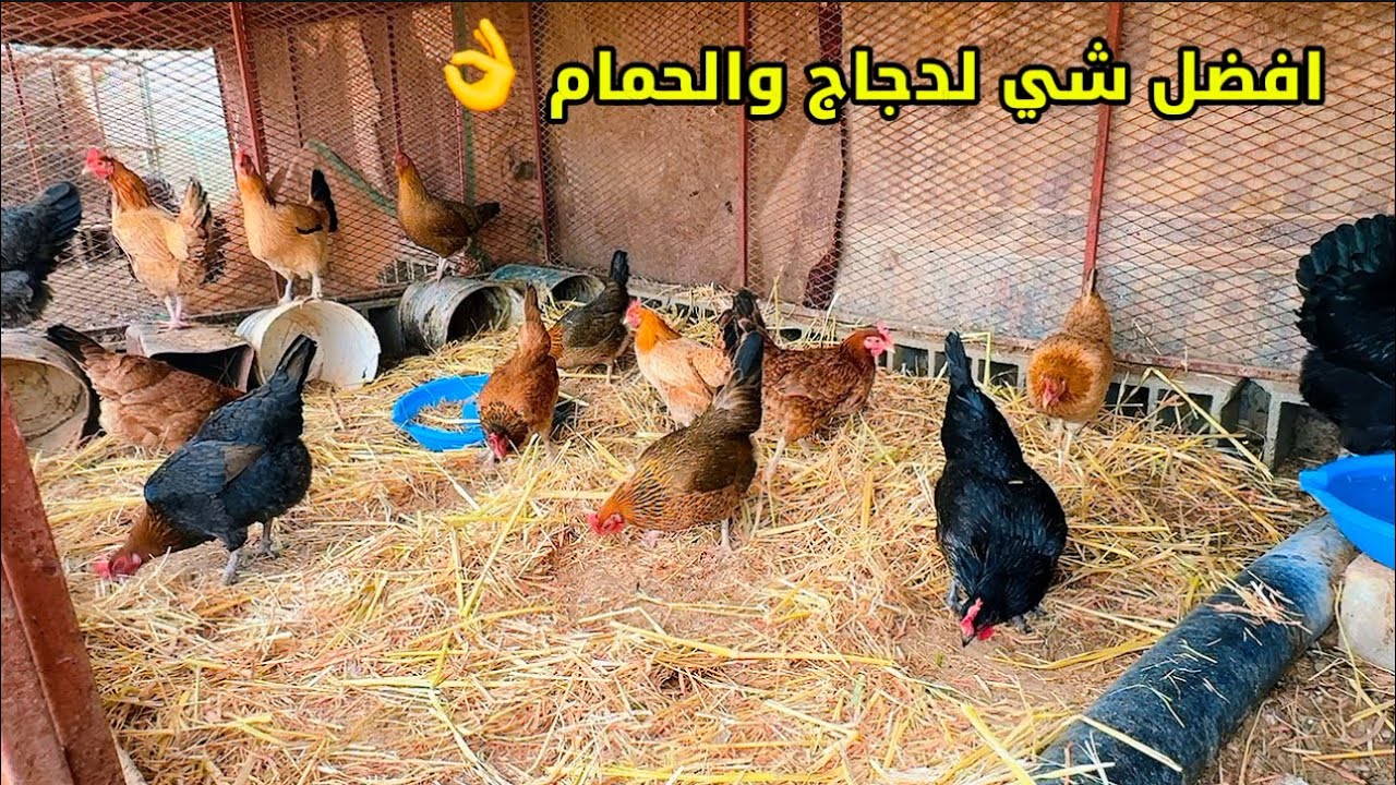 طريقة رفع معنويات الدجاج والحمام 😊👍