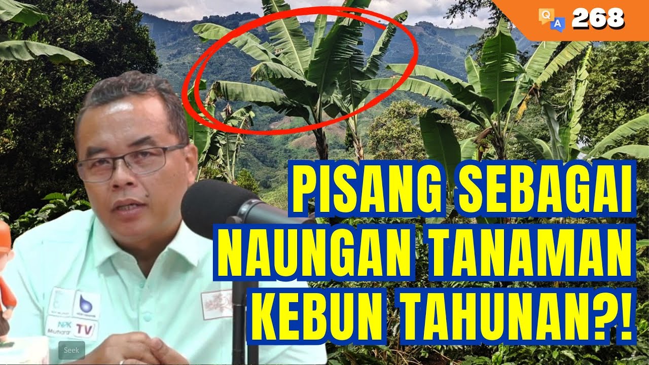 Jangan Sampai Salah! Pohon Pisang Sebagai Naungan Tanaman Perkebunan, Bisa?? | Q&A #268