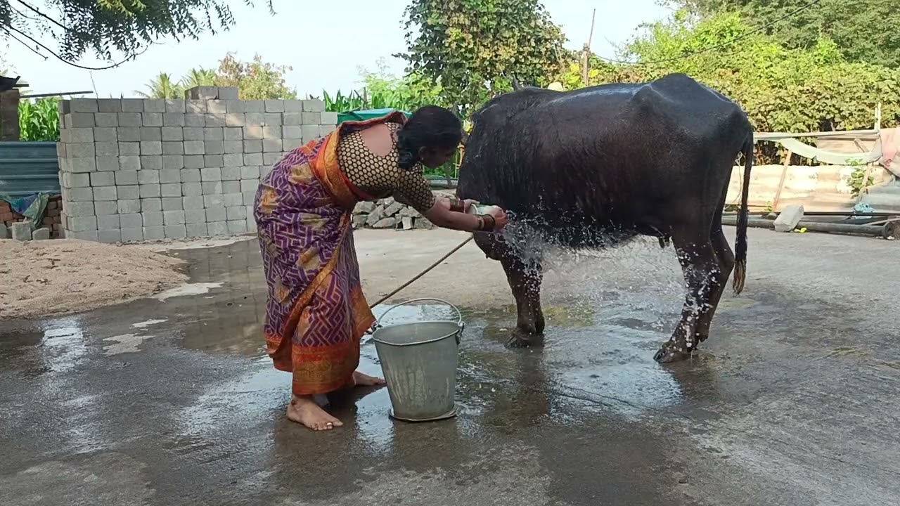 మా బరె కు సానం చేపించన@anitha uppu 