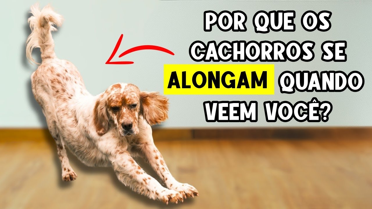 Seu cachorro se alonga quando vê você? ➡️ Isso é o que realmente significa!