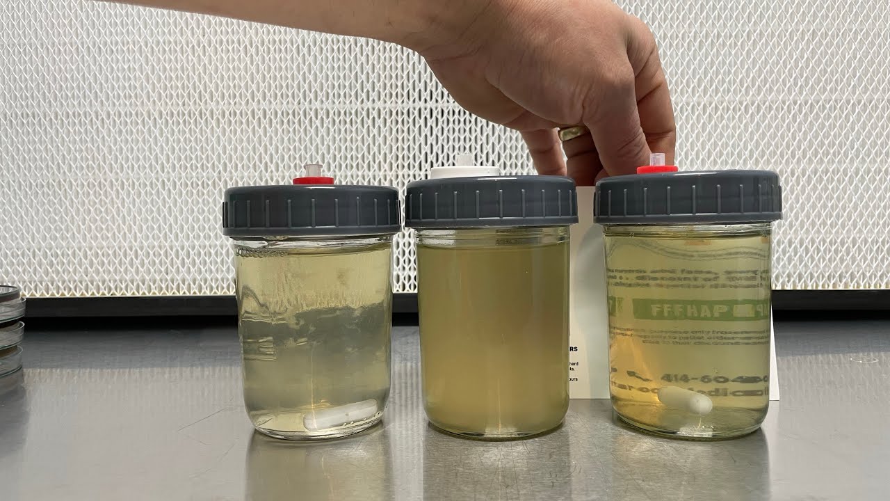 Quick screen for liquid cultures (turbidity test) to detect bacteria in mushroom culture