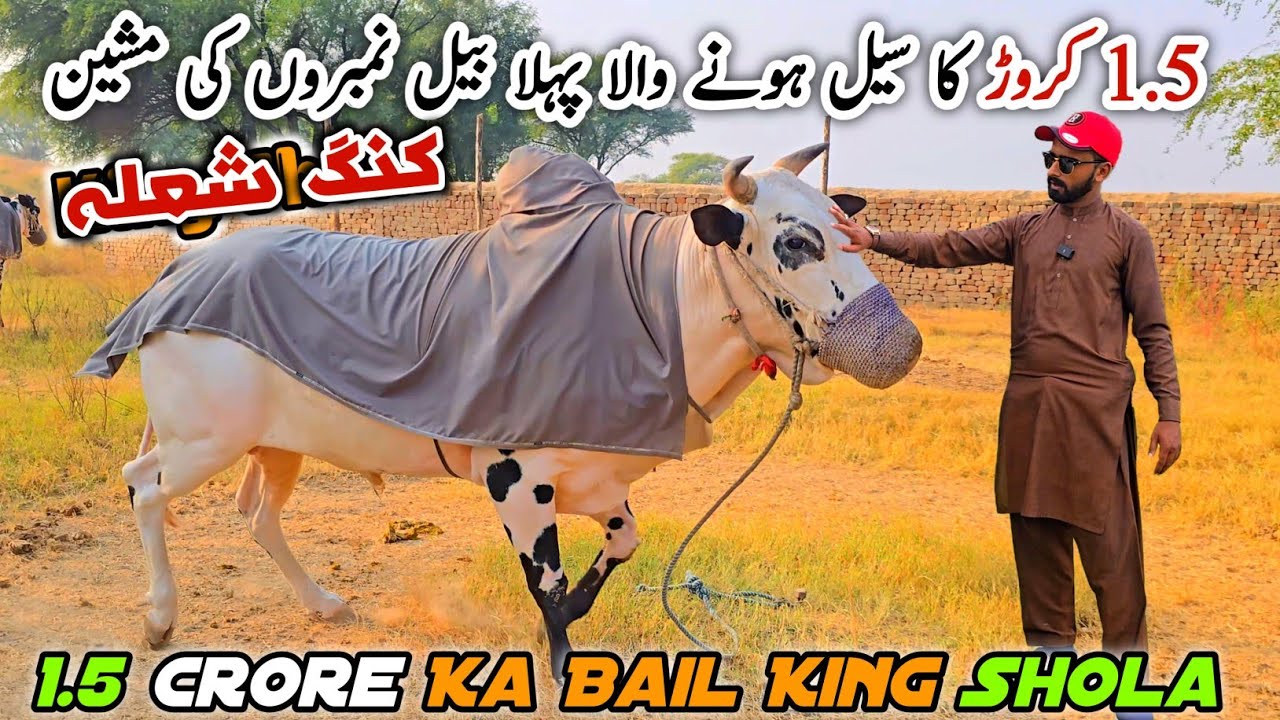 King Shola Racer Bail 1.5 Crore | Dera Sardar Farrukh Khan Saqib Khan Fatehjang 
