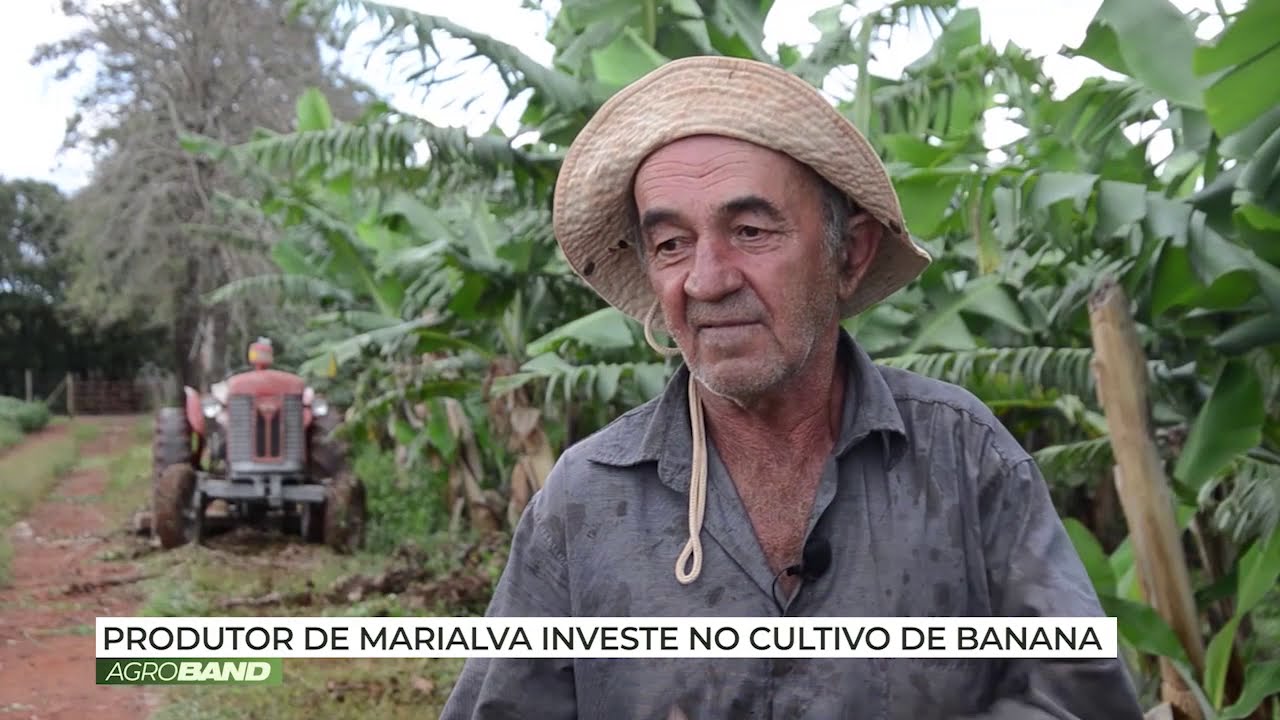 Produção de bananas é ótima opção de renda para pequenos e médios produtores rurais