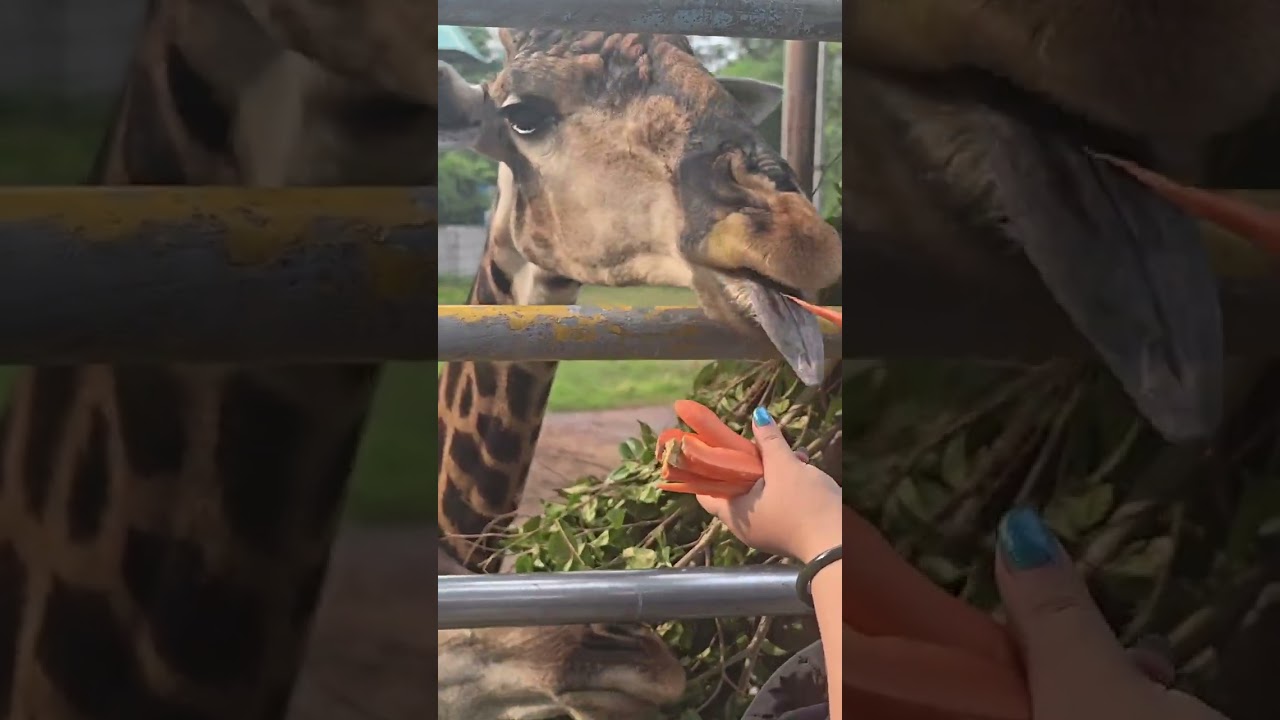 Public ASMR at the Zoo Gentle Triggers, Whisper Walk & Animal Sounds for Sleep