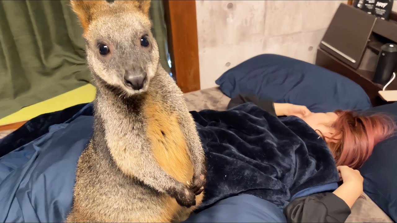 寝ているママをカンガルーのキックで起こしたらとんでもない声が出た！